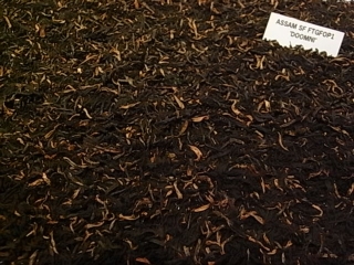 Schwarztee Assam Doomini